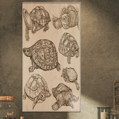 Turtle Canvas Wall Art, Sea Turtle Animal Illustration Print - Set of Turtles and Tortoises