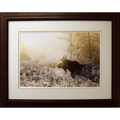 Algonquin Moose encadré par Andrew Collett