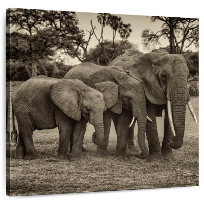 Famille d'éléphants Brampt au bord de la rivière au Kenya I