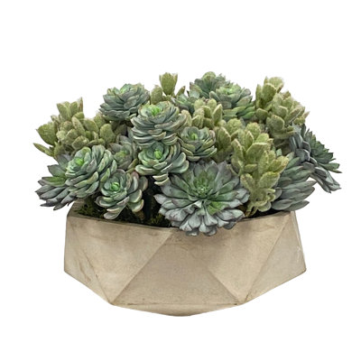SUCCULENT IN HEXAGON POT