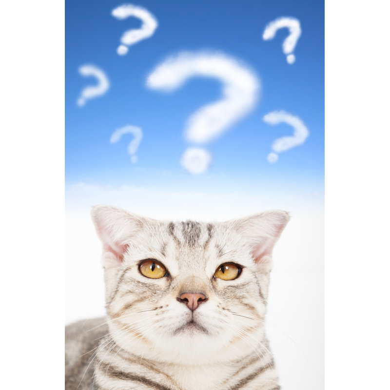 Cat Face, 46cm H x 30cm W