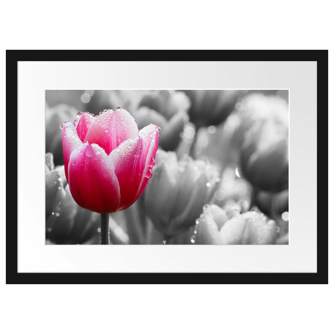 Gerahmtes Poster Tulpen im Morgentau