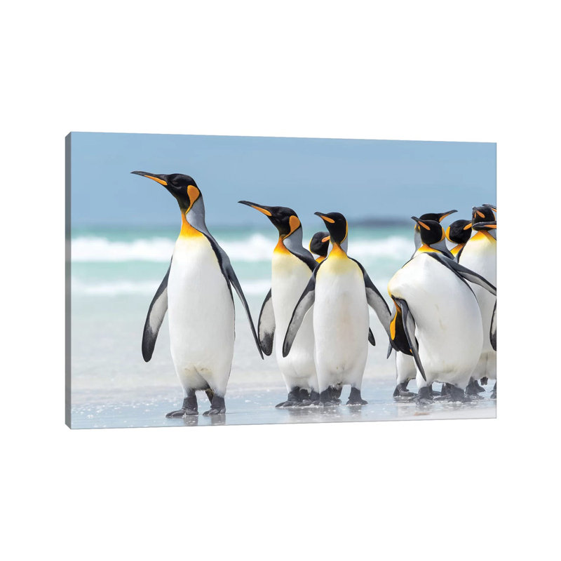 King Penguin, Falkland Islands. by Martin Zwick - Wrapped Canvas Print, 30.48 cm H x 45.72 cm W
