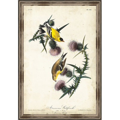 « american goldfinch », reproduction d’art encadrée