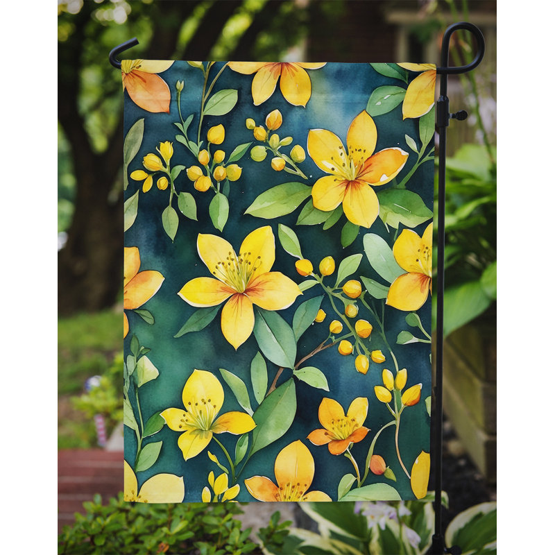 Orchidées paphiopedilum, drapeau du jardin, L'hypericum ou le millepertuis
