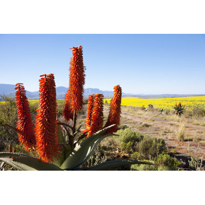 " Aloe Ferox Plant "