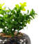 40.64cm Faux Crassula Plant in Pot