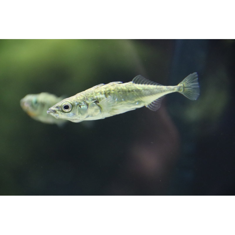 Three-Spined Stickleback by Africanway - Wrapped Canvas Print, 81cm H x 122cm W