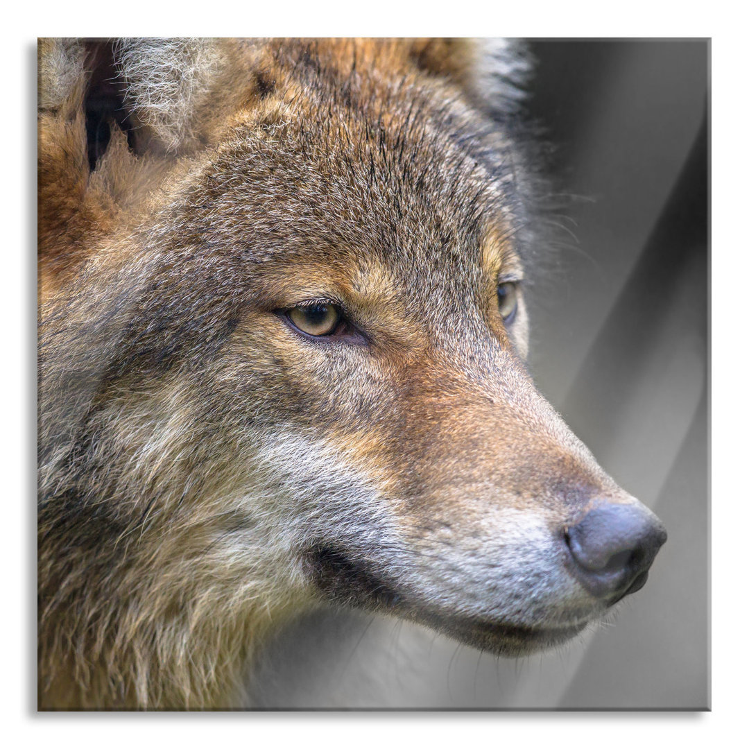 Glasbild Porträt des Europäischen Wolfes