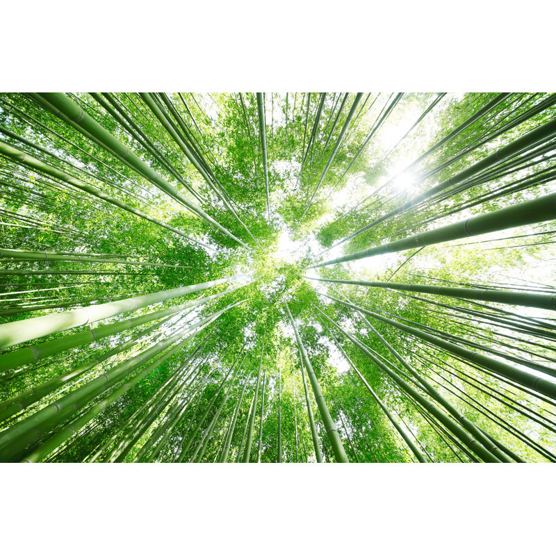 Bamboo Grove by Kokoroyuki - Wrapped Canvas Print, 30cm H x 46cm W