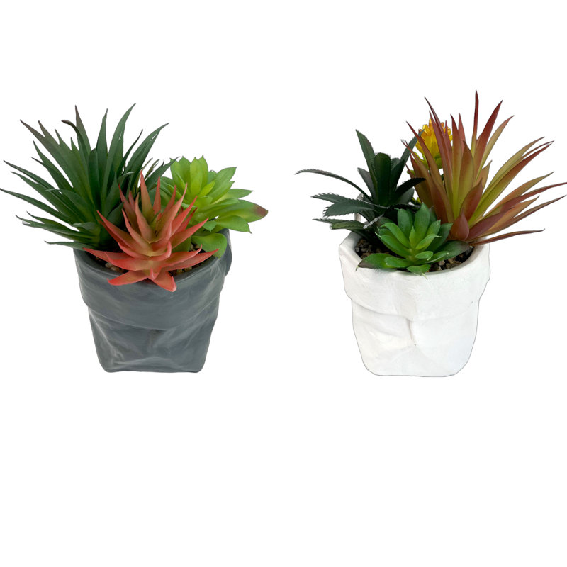 Arrangement floral de plantes succulentes en pot