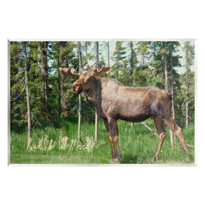 " Moose Forest Grove Woodland Landscape "