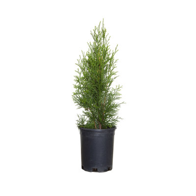 2.5 Qt. Emerald Green Arborvitae - Evergreen Trees for Privacy Screens