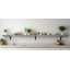 Rayne Red Oak Bracket Shelf