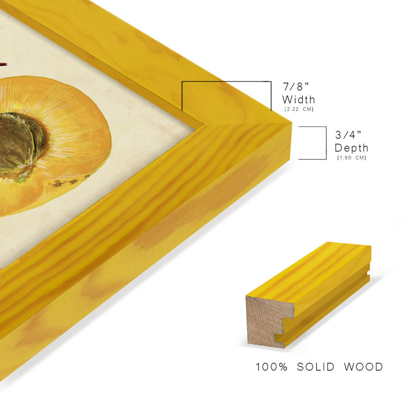 «Apricot Study II», reproduction d'art encadrée, H 15 po x l 12 po x P 1 po, Jaune