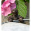 Gertz Animals UV Resistant Stone Garden Statue