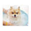 «Cute Pomeranian Bath», art mural sur toile-2033688648