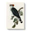 Top-Knot Pigeon by Elizabeth Gould - Wrapped Canvas-55361420