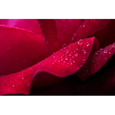 Rose rouge