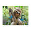« happy sloth », reproduction d’impression sur toile tendue-26858712