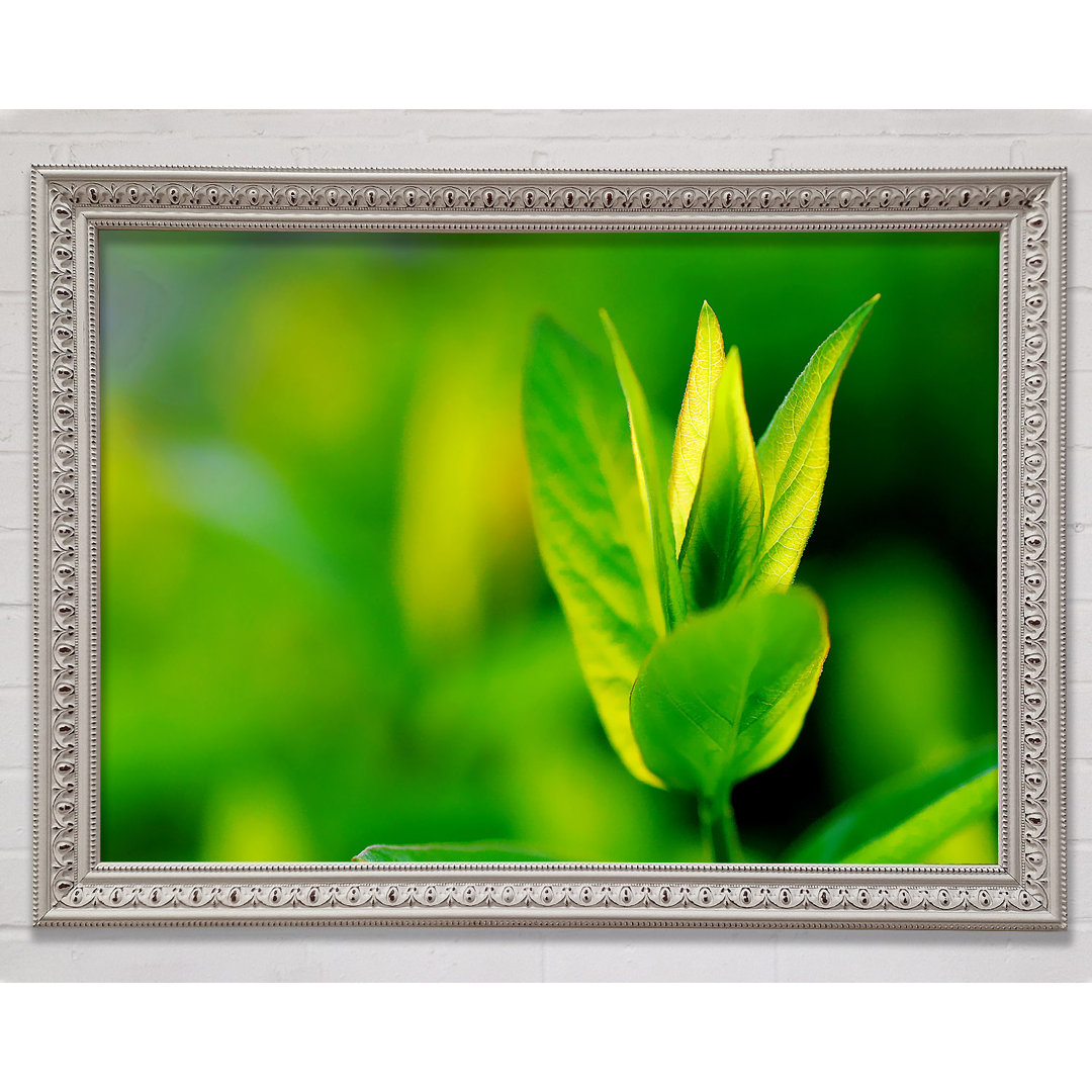 Green Leaf Flower - Einzelner Bilderrahmen Kunstdrucke