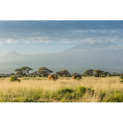 Elephant - Wrapped Canvas Print