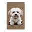 Washable Bichon Frise Dogs Area Rug