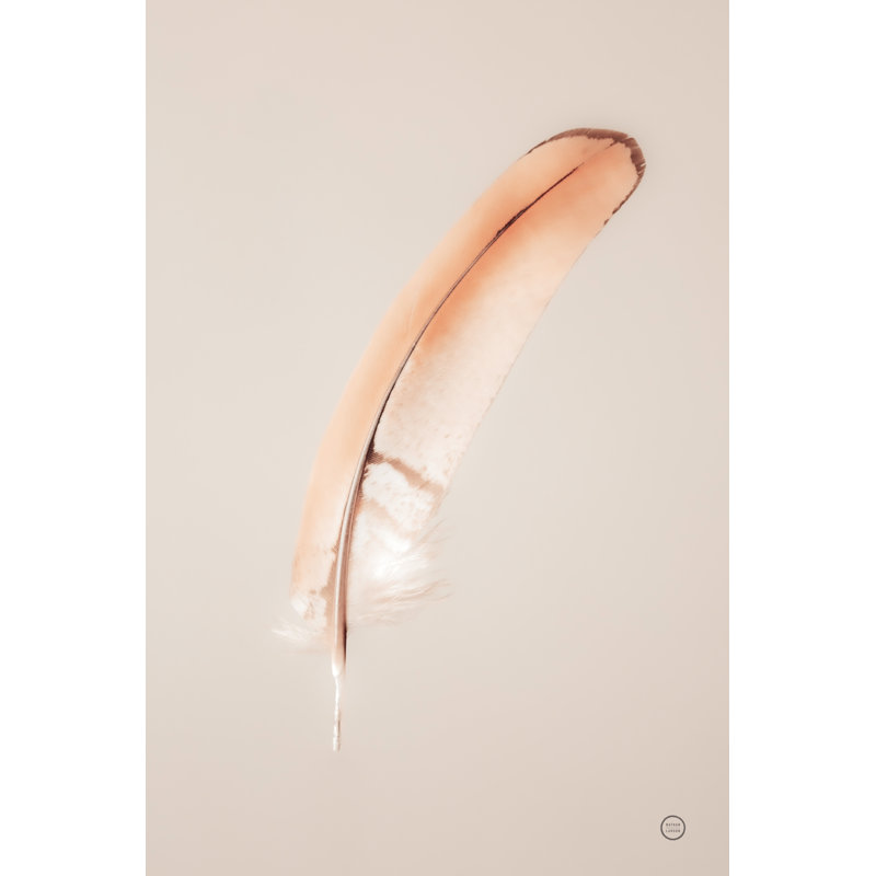 Floating Feathers III by Nathan Larson - Wrapped Canvas Print, 91cm H x 61cm W