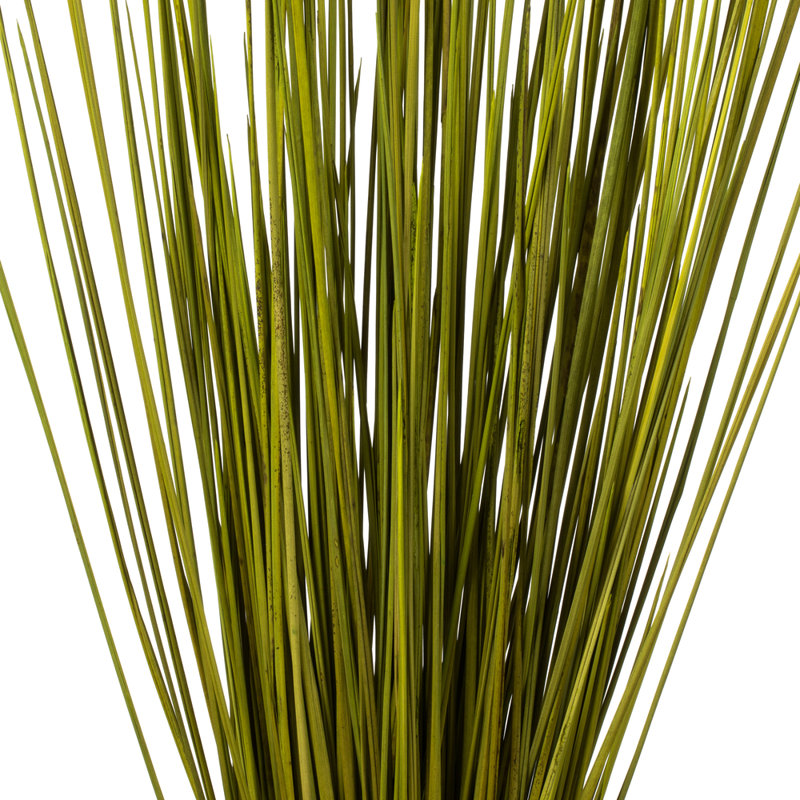 Faux Whip Grass Plant Preserved