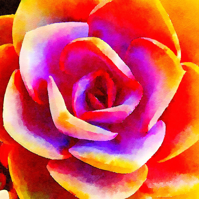 Succulente XII by Vicki Gladle Bolick - Wrapped Canvas Painting, 30cm H x 30cm W
