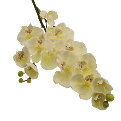 Orchid Arrangement