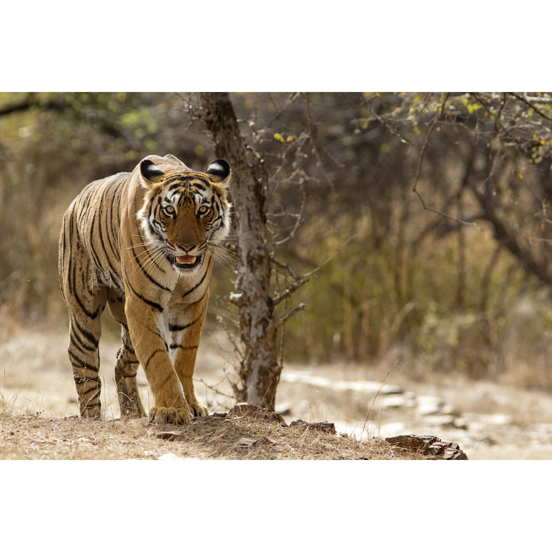 Bengalischer Tiger