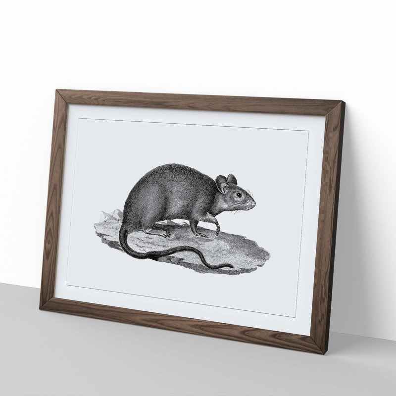 Rat Illustration - Picture Frame Drawing Print, 27cm H x 36cm W x 2cm D, Walnut Framed