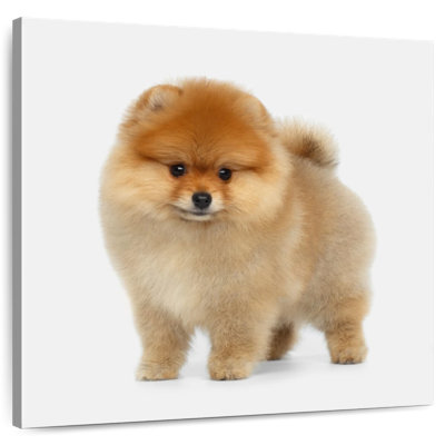 Brampt Miniature Pomeranian Spitz