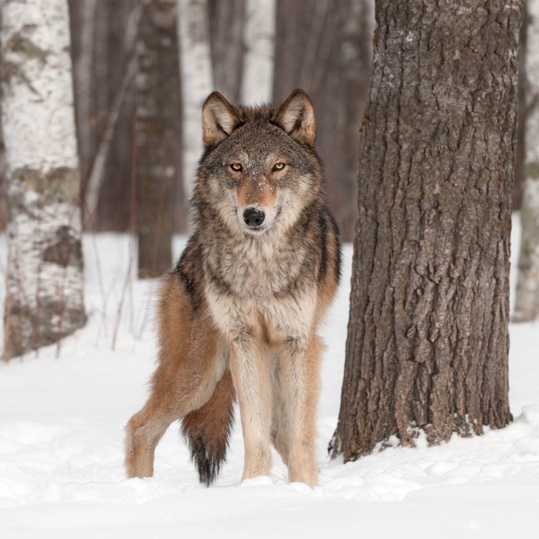 Leinwandbild Grauer Wolf (Canis Lupus) schaut nach vorne