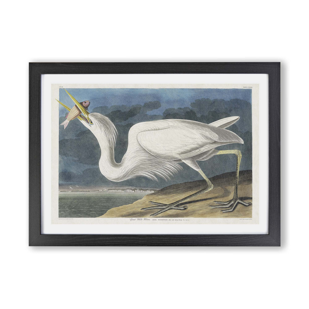 Great White Heron by John James Audubon - Framed Print