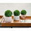 Buis de plantes en faux conserve