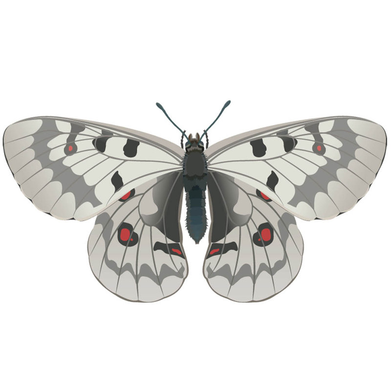 Adhésif décoratif papillon IV, H 19 po x l 36 po