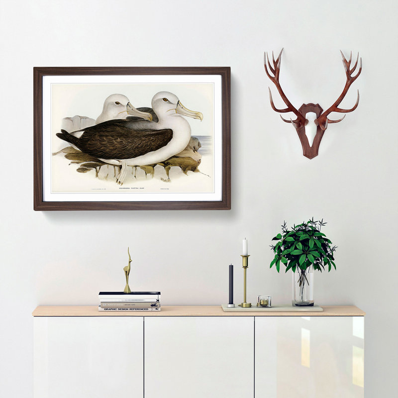 Two Albatross Birds by Elizabeth Gould - Framed Print, 27cm H x 36cm W x 2cm D, Walnut Framed
