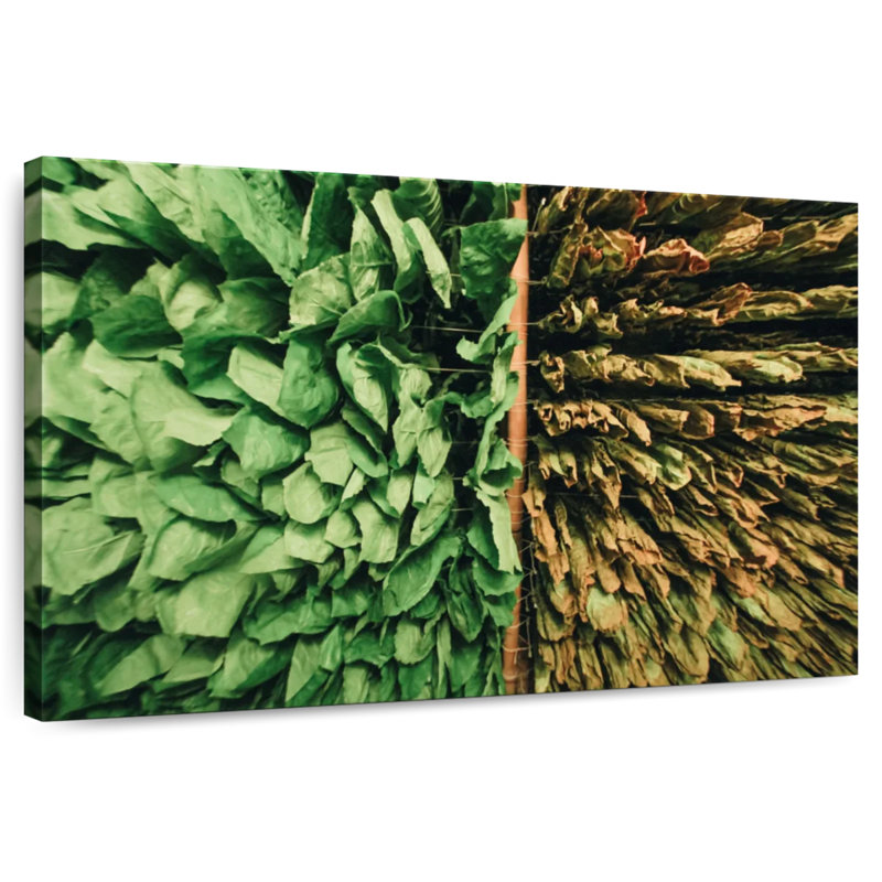 Feuilles de tabac Harnek, H 8 po x l 12 po