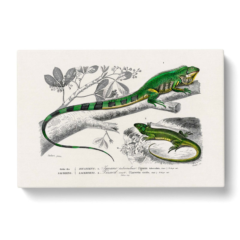 Green Iguana And Lizard by Charles D' Orbigny - Wrapped Canvas Painting, 35cm H x 50cm W x 3cm D