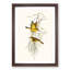 Yellow Honeyeaters by Elizabeth Gould - Picture Frame Painting Print-55614222-55614228