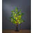 24'' LED Lighted Trees & Branches