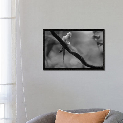 Rose-ringed Parakeet Feeding, Jurong Bird Park, Singapore by Tim Fitzharris - Gallery-Wrapped Canvas Giclée on Canvas
