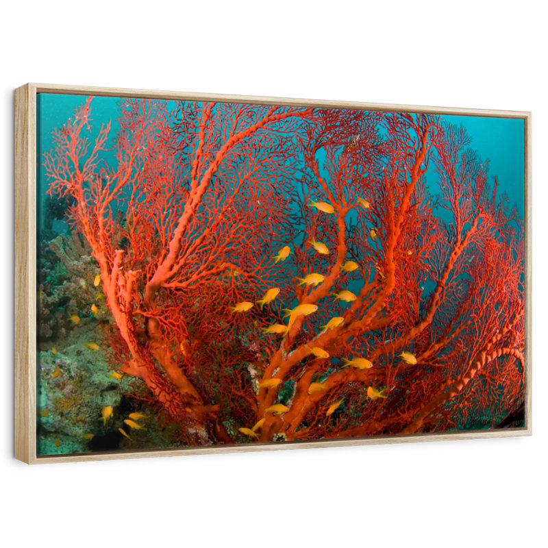 Corail de feu, Cadre flottant en bois naturel, 37 po x 25 po
