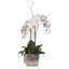 Arrangement floral orchidées en pot