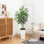 Ficus benjamin artificiel 5 pi Evergreen-1483755942