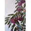 BOTANICA # 9022