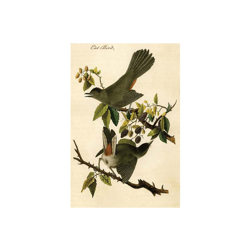 Oiseau chat-impression d’art graphique, H 36 po x l 24 po x P 1,5 po