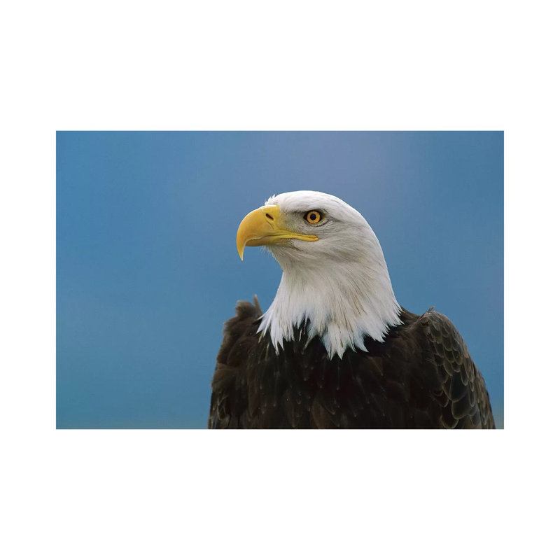 Bald Eagle Profile, North America by Konrad Wothe - Wrapped Canvas Print, 101.6 cm H x 66.04 cm W